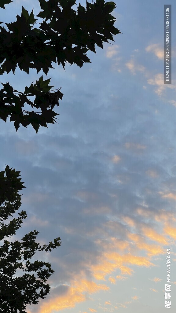 黃昏時分的樹梢與彩云