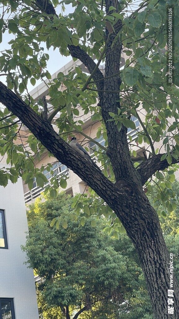 庭院大樹景觀