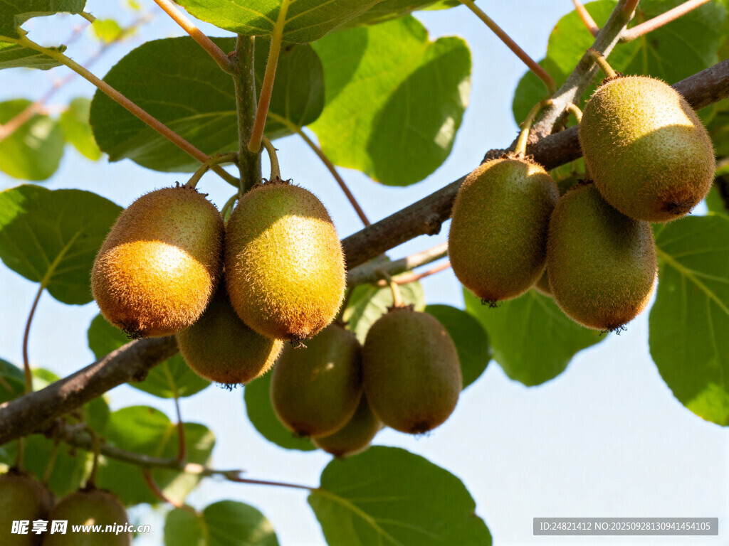 枝頭掛果的新鮮獼猴桃