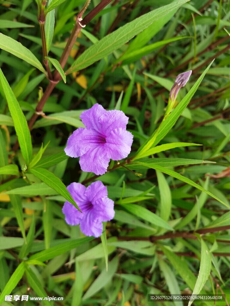 兩朵紫色小花綻放綠葉間