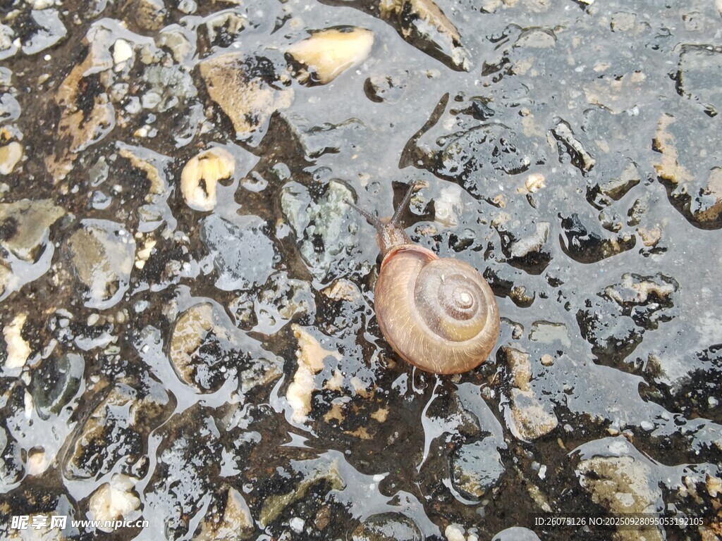 泥地上的蝸牛