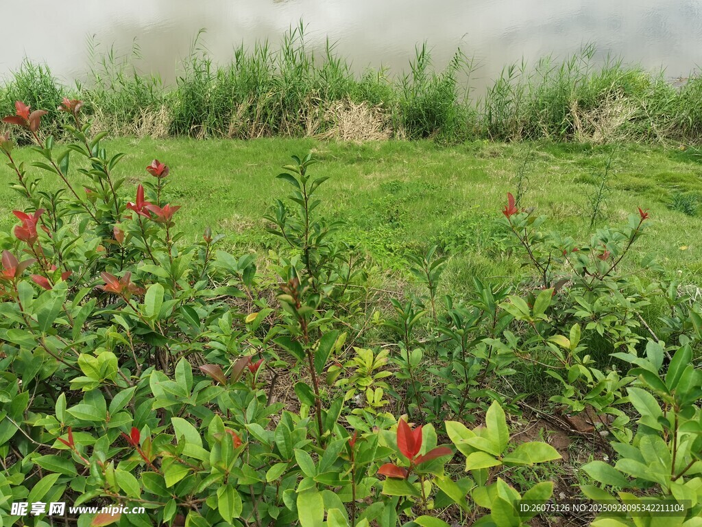 綠意盎然的花草田園風(fēng)光