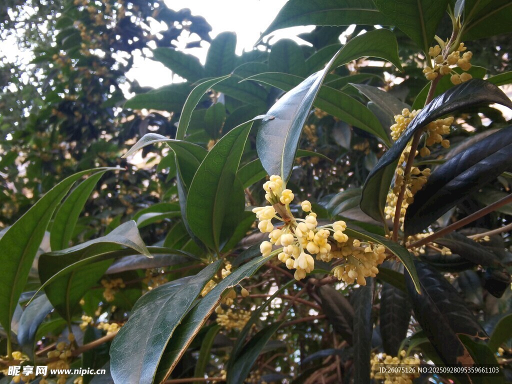 枝頭綻放的金黃桂花