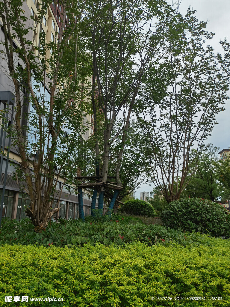 城市中的綠植與樹木景觀