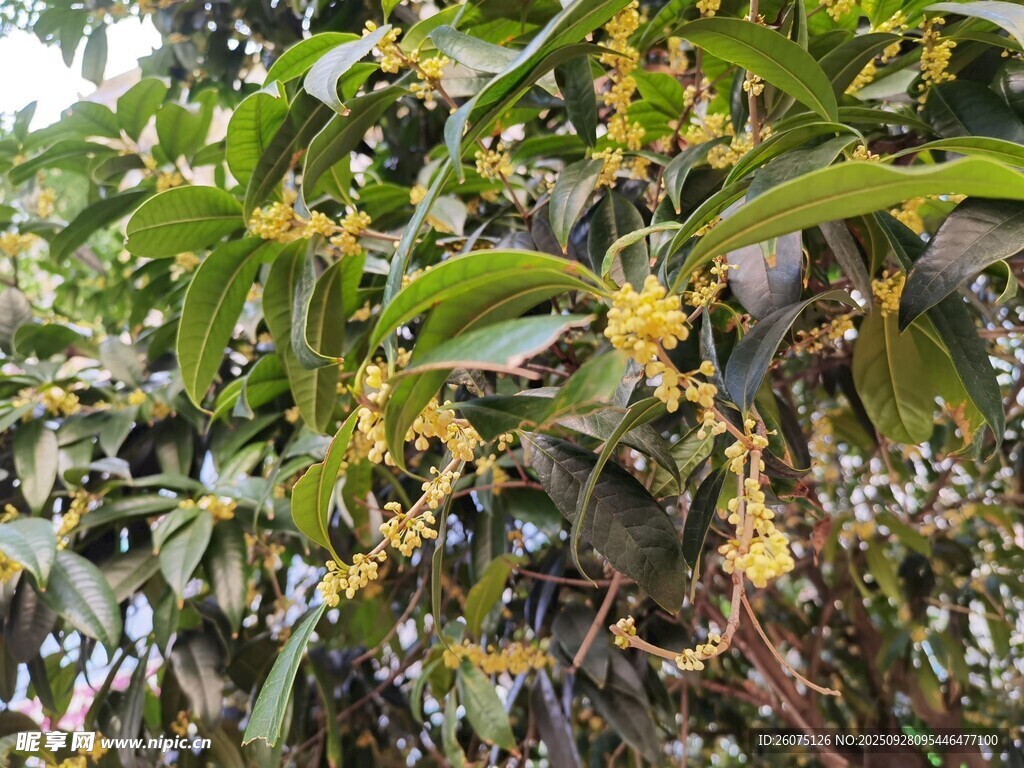 枝頭綻放的金黃桂花