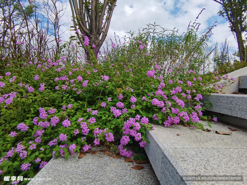 石階旁綻放的紫色花卉
