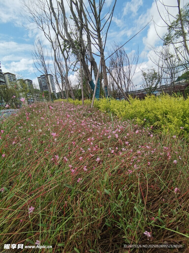 野外粉黃相間花草景觀