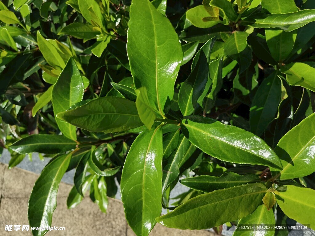 翠綠光亮的植物葉片