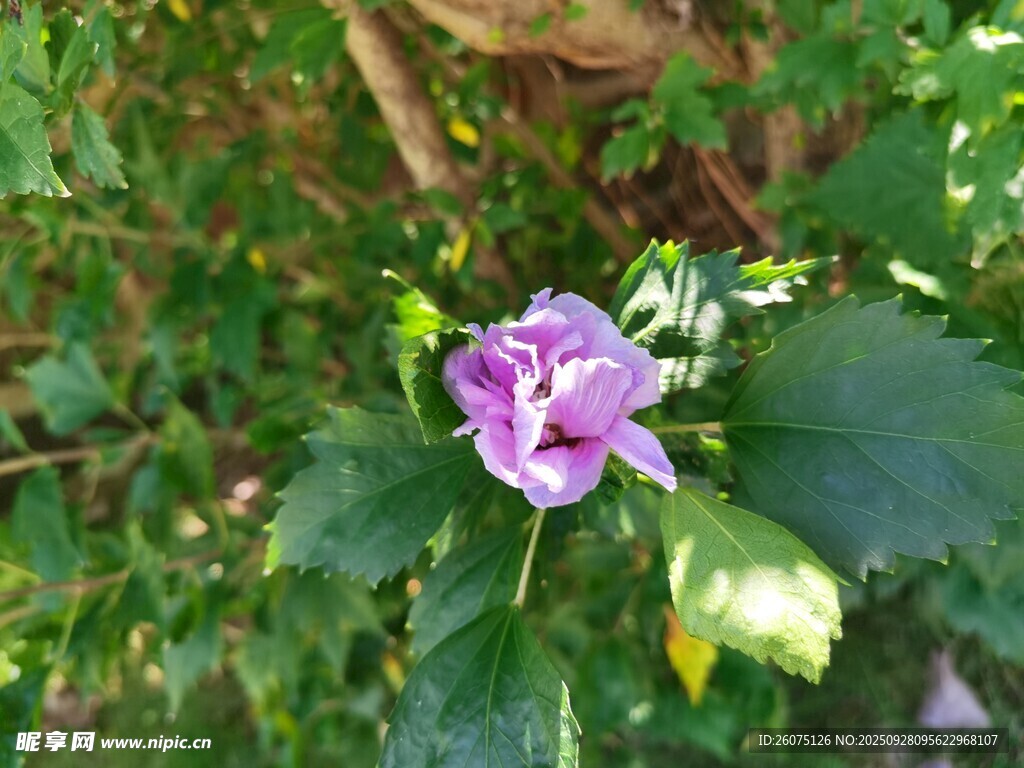 紫色花朵綻放綠葉間