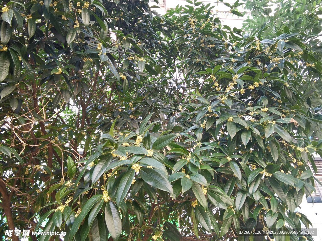 繁茂枝葉的綠色樹木