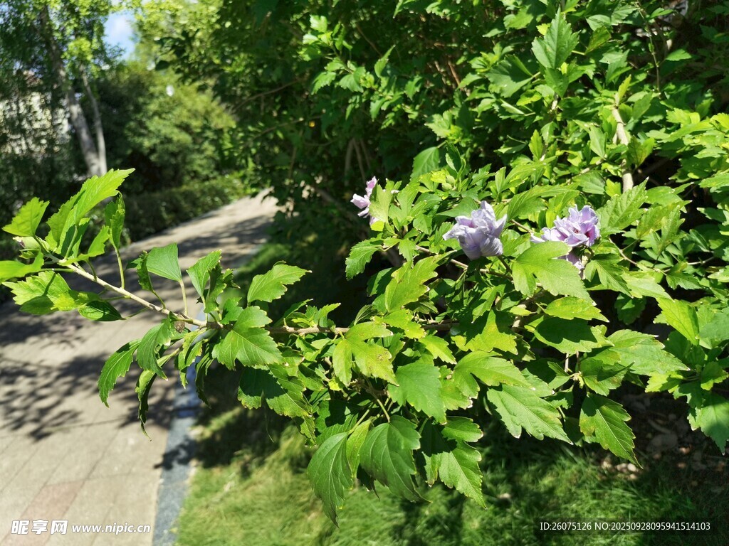 路邊綠植間的紫色小花