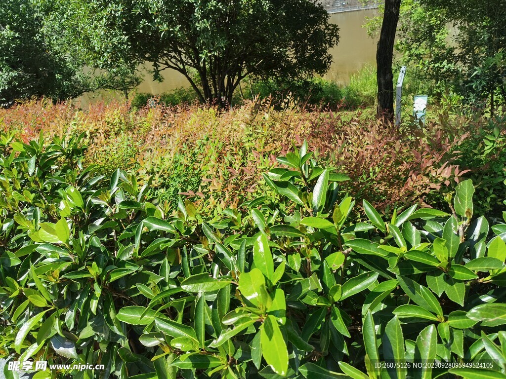 綠意盎然的野外植物景觀