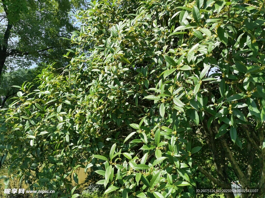 繁茂綠植展現(xiàn)自然生機(jī)