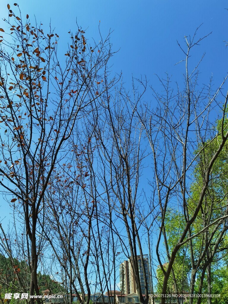 藍(lán)天映襯下的樹(shù)木景致