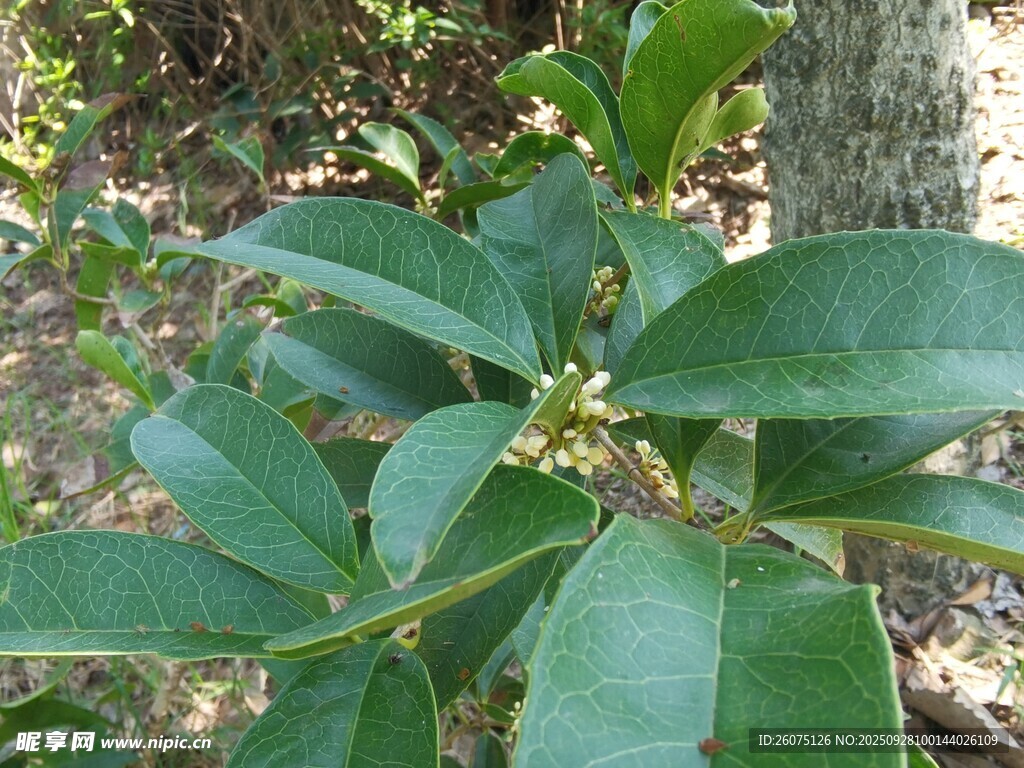 綠葉繁茂的植物特寫
