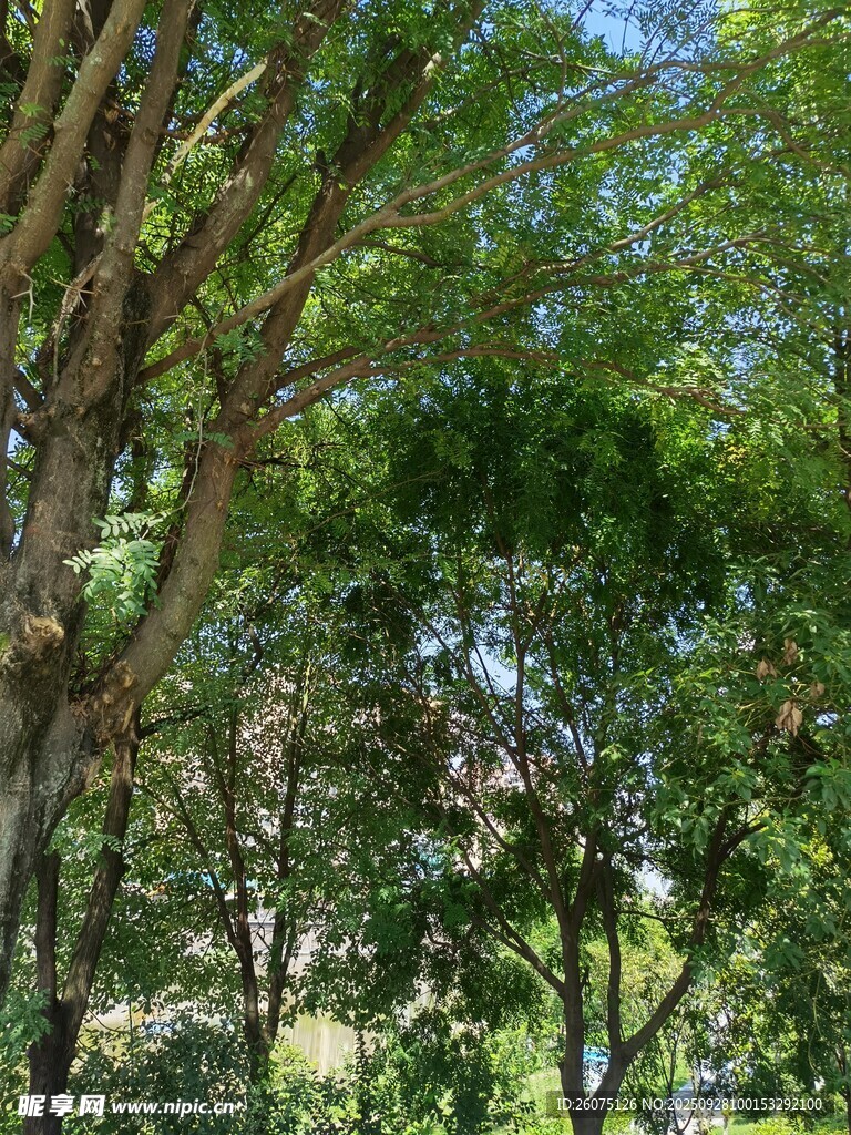茂密樹林綠意盎然