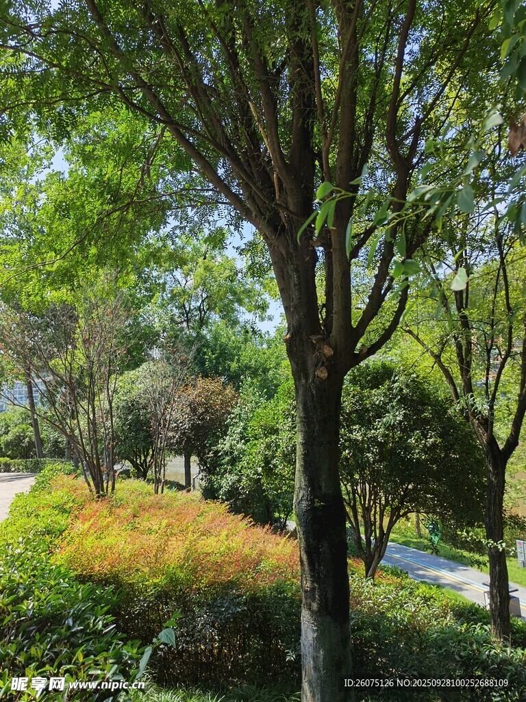 林間綠意盎然的清新景致