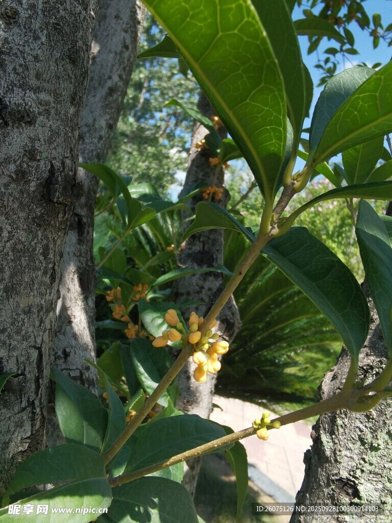 樹(shù)上的綠葉與小花