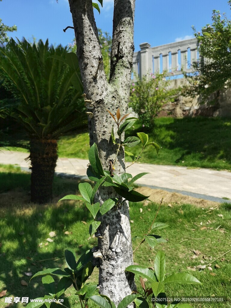 樹(shù)干上纏繞的綠植景觀