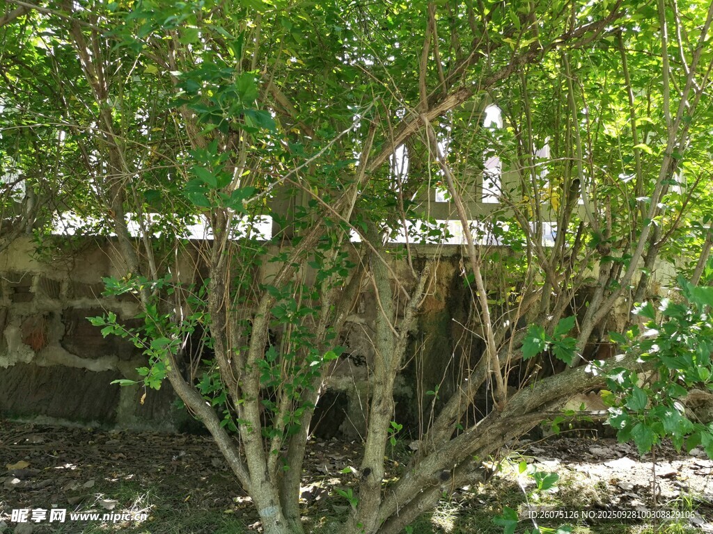 庭院中的綠植景觀