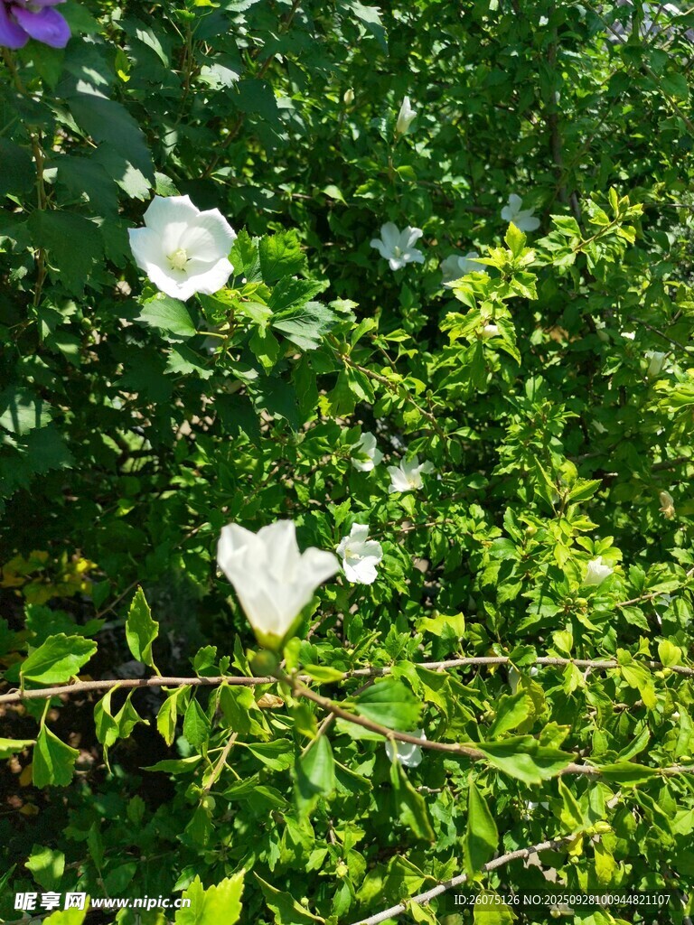 綠葉叢中的潔白花朵