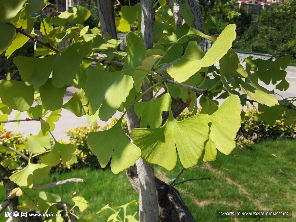 陽光下的翠綠樹葉