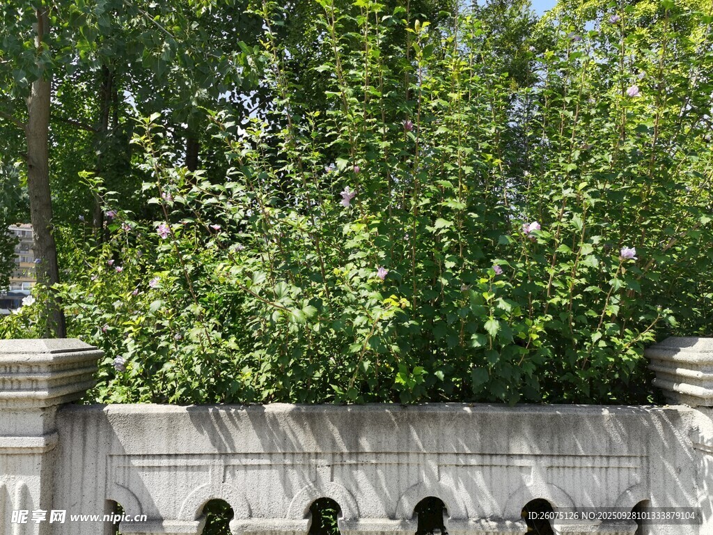 石墻邊繁茂綠植景觀