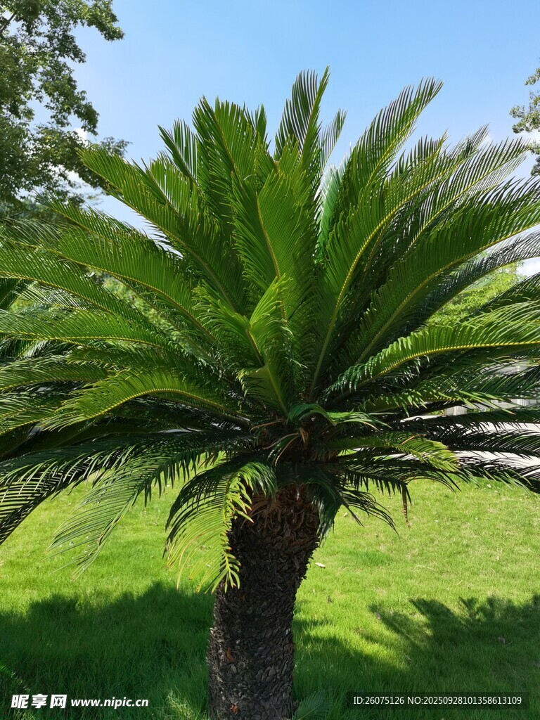陽光下的翠綠蘇鐵樹