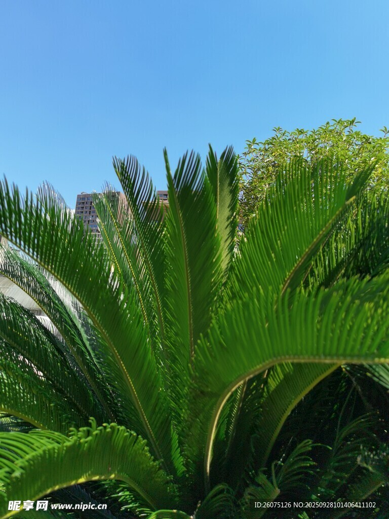 翠綠茂盛的熱帶棕櫚植物
