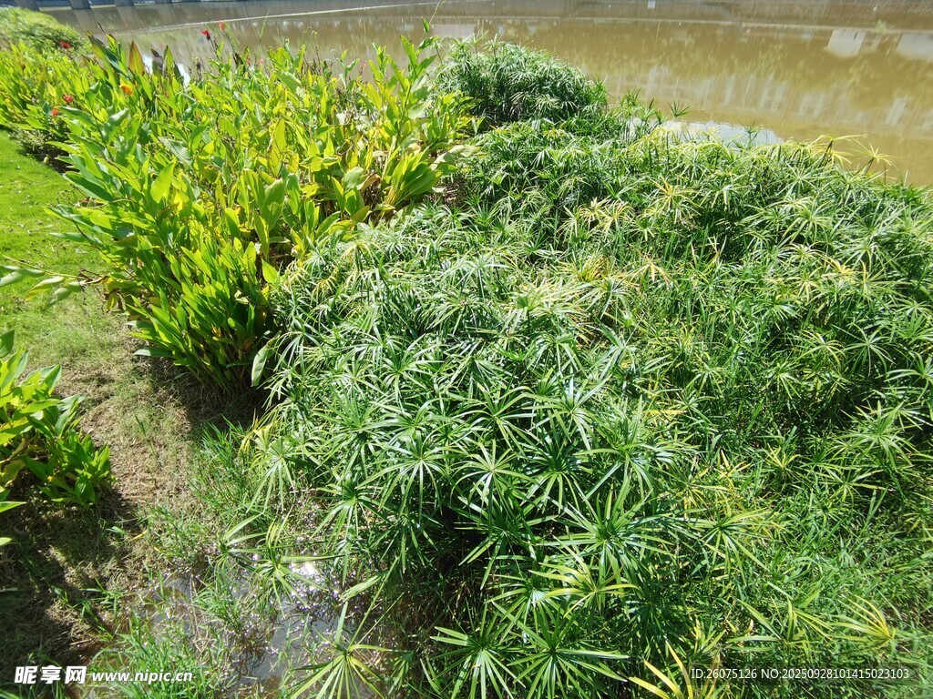綠意盎然的園林植物景觀