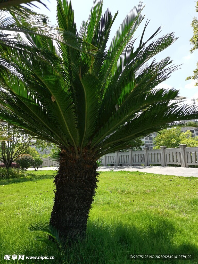 草坪上的單株棕櫚樹(shù)