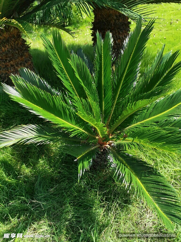 翠綠鐵樹展現(xiàn)勃勃生機