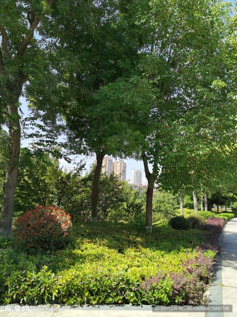 林間小徑綠意盎然的景致