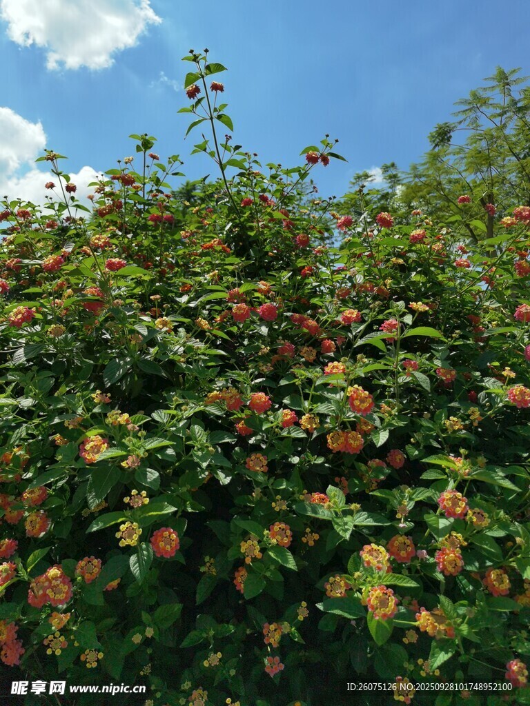 繁花滿(mǎn)枝的綠植景觀(guān)
