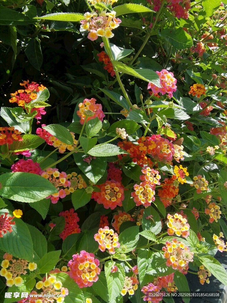 多彩絢爛的花叢綻放