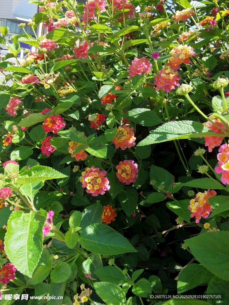 鮮艷多彩的錦帶花綻放