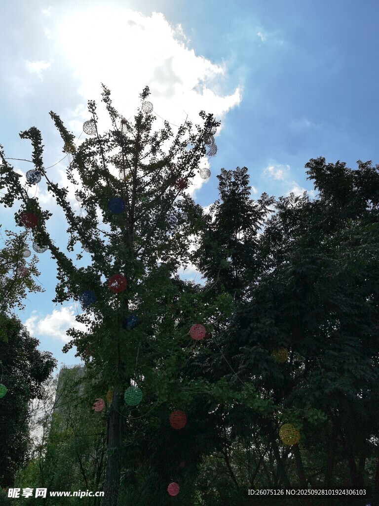 藍(lán)天綠樹間的繁茂果樹