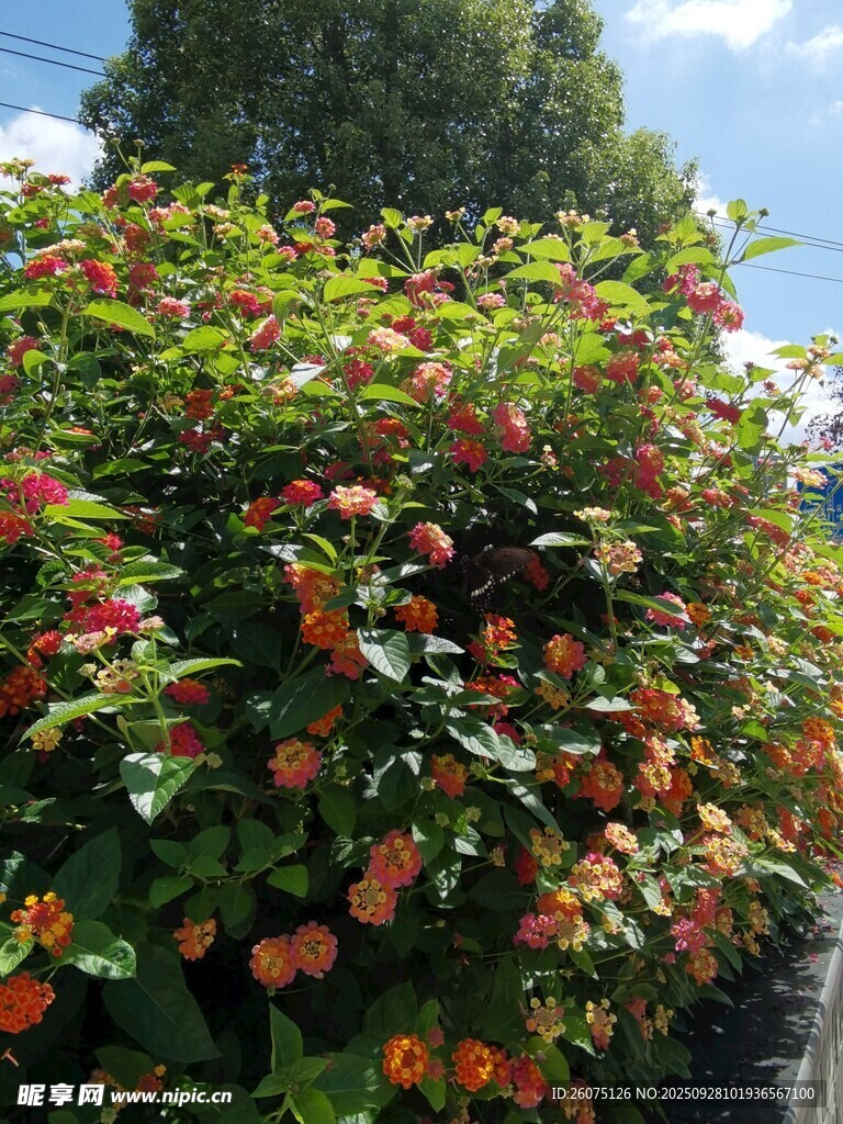 鮮艷繁茂的橙紅色花卉