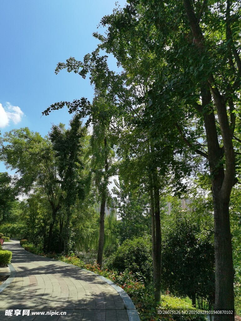 林間小徑綠意盎然的風(fēng)景