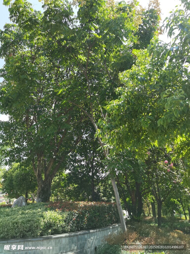綠樹環(huán)繞的寧靜水邊景致