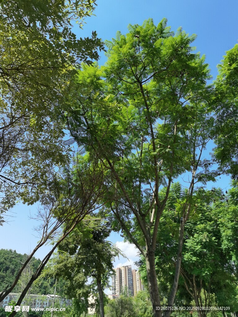 夏日蔥郁綠樹景觀
