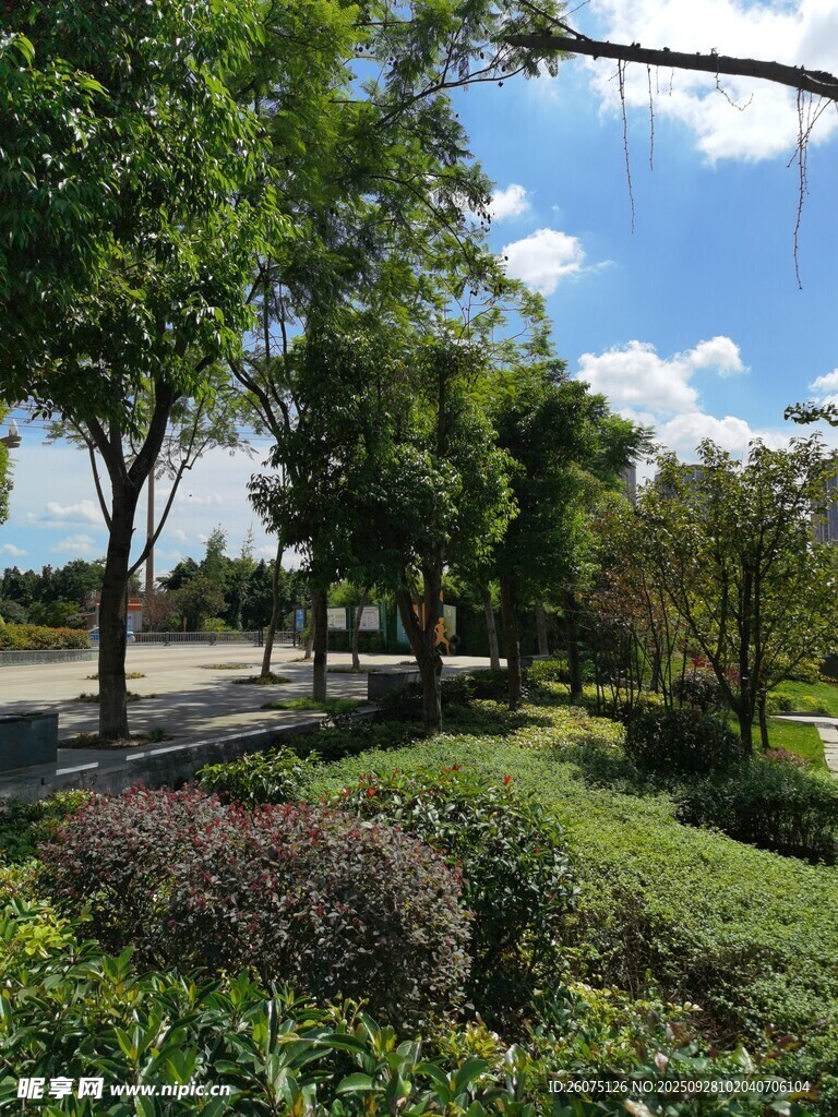 城市林蔭道旁的綠植景觀