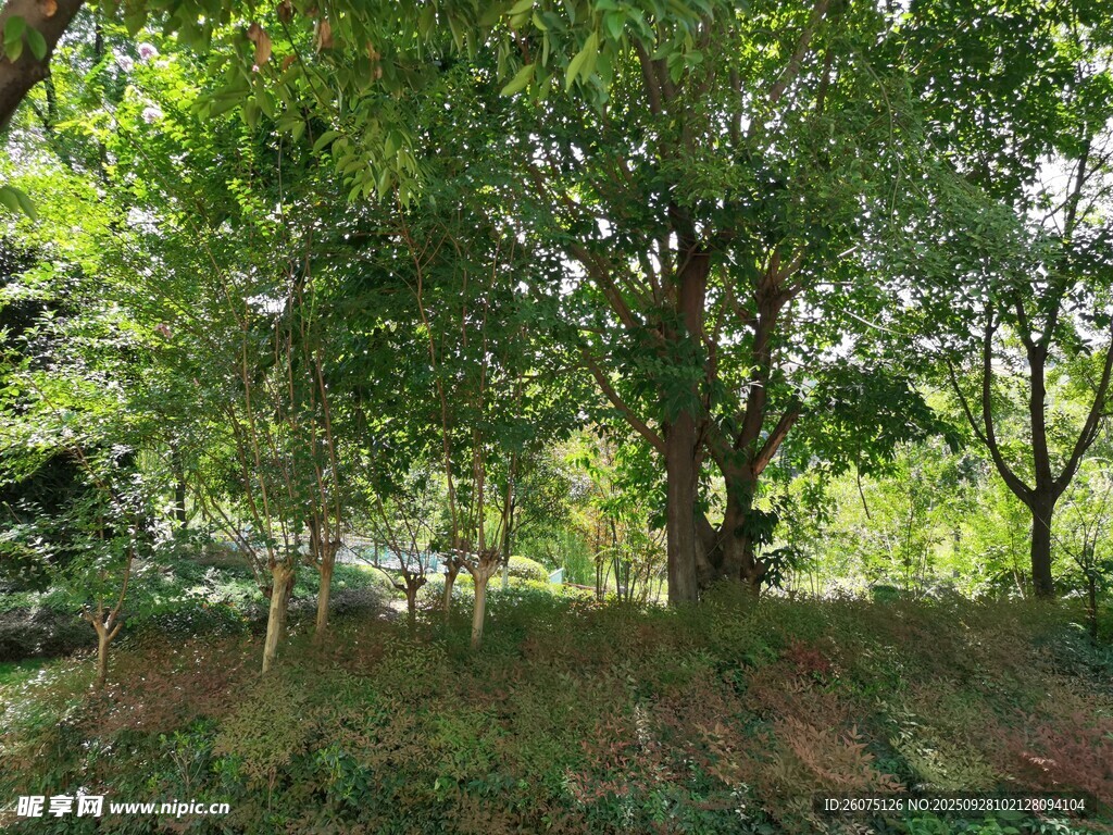 茂密樹林中的蔥郁大樹