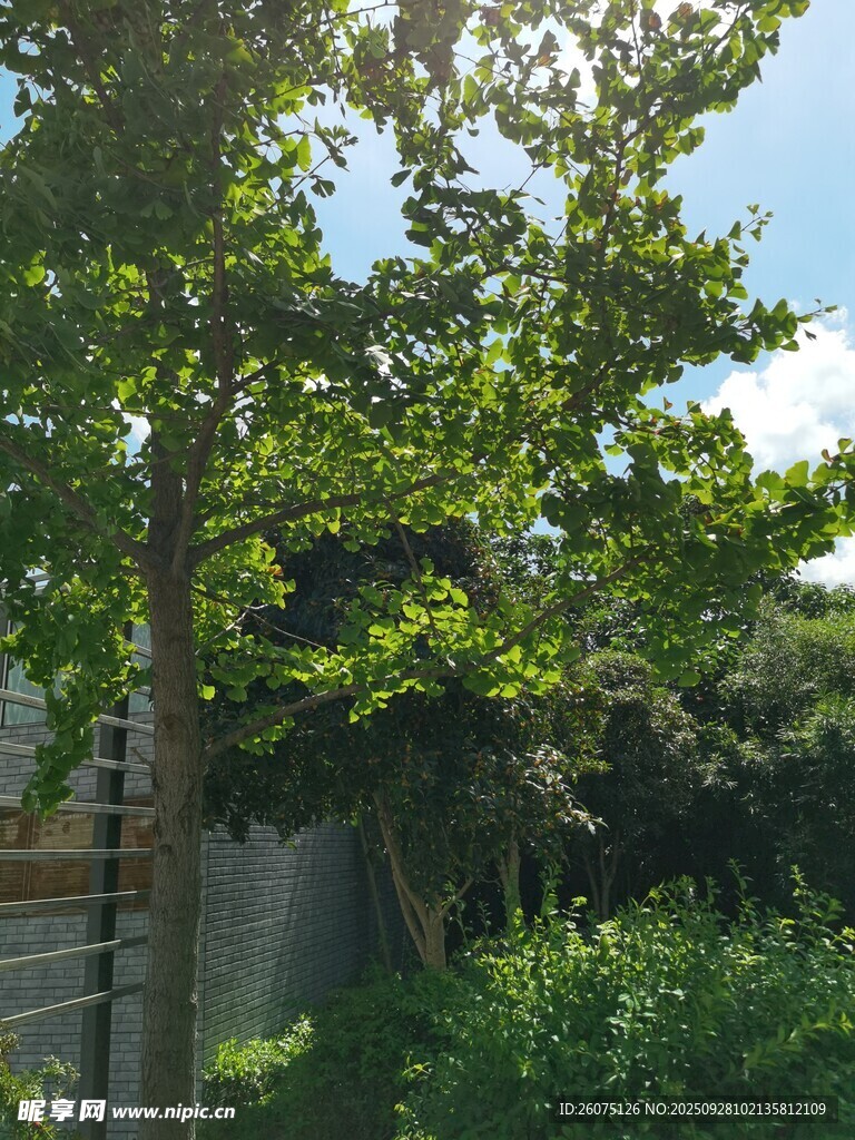 綠樹成蔭的戶外景致