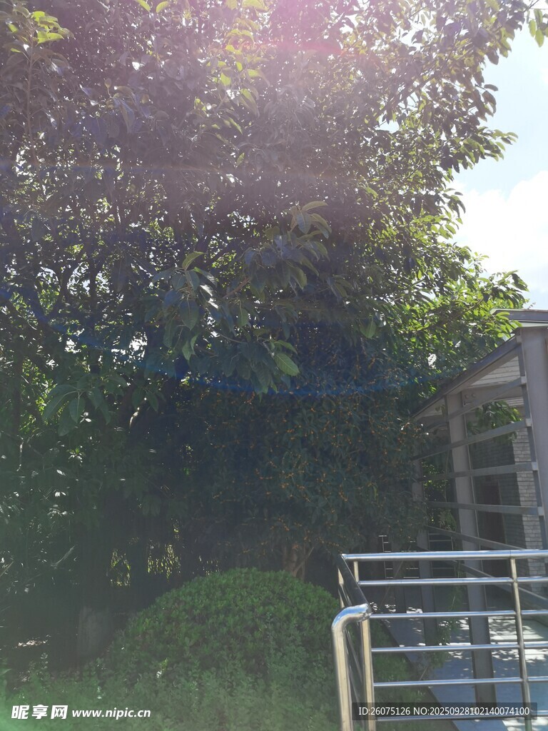 陽光照耀下的綠樹與建筑