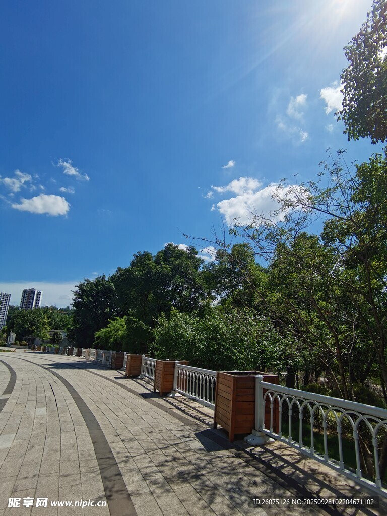 陽光照耀下的林蔭步道