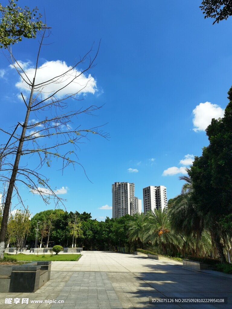城市中開闊的林蔭道路