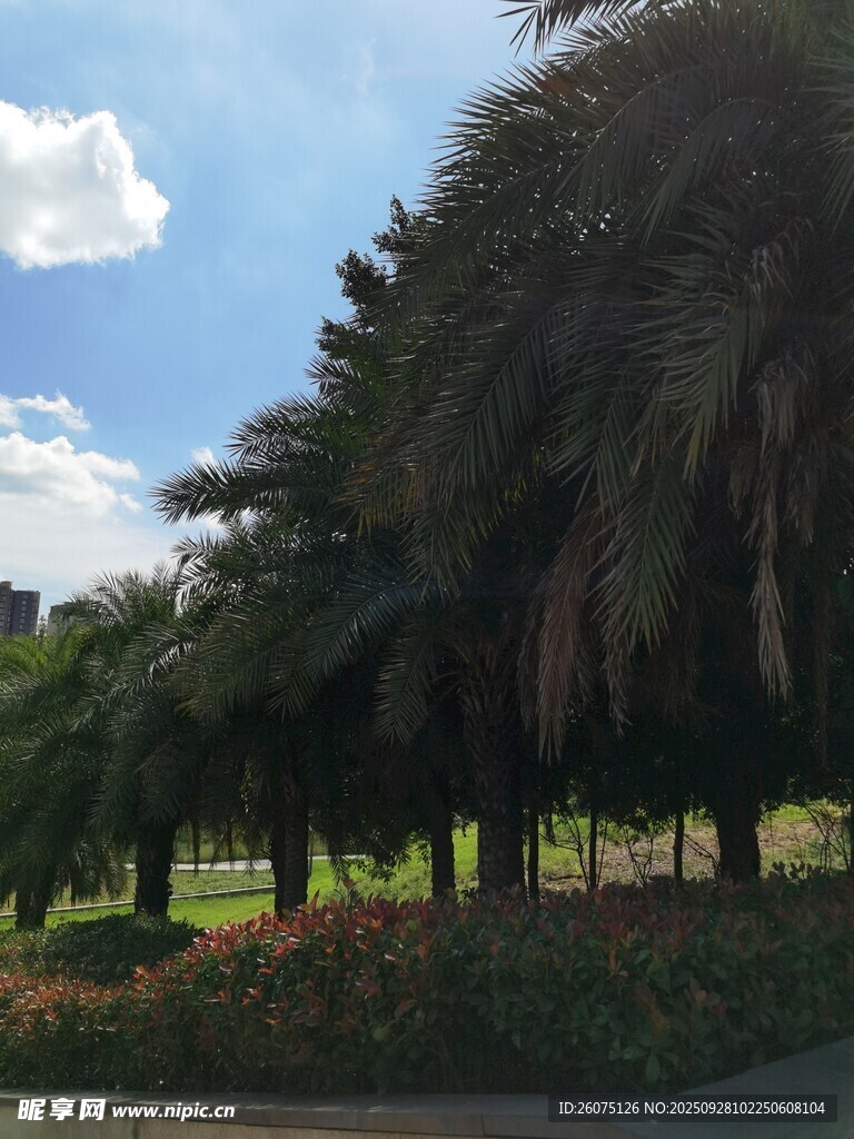 公園中的蔥郁棕櫚樹景觀