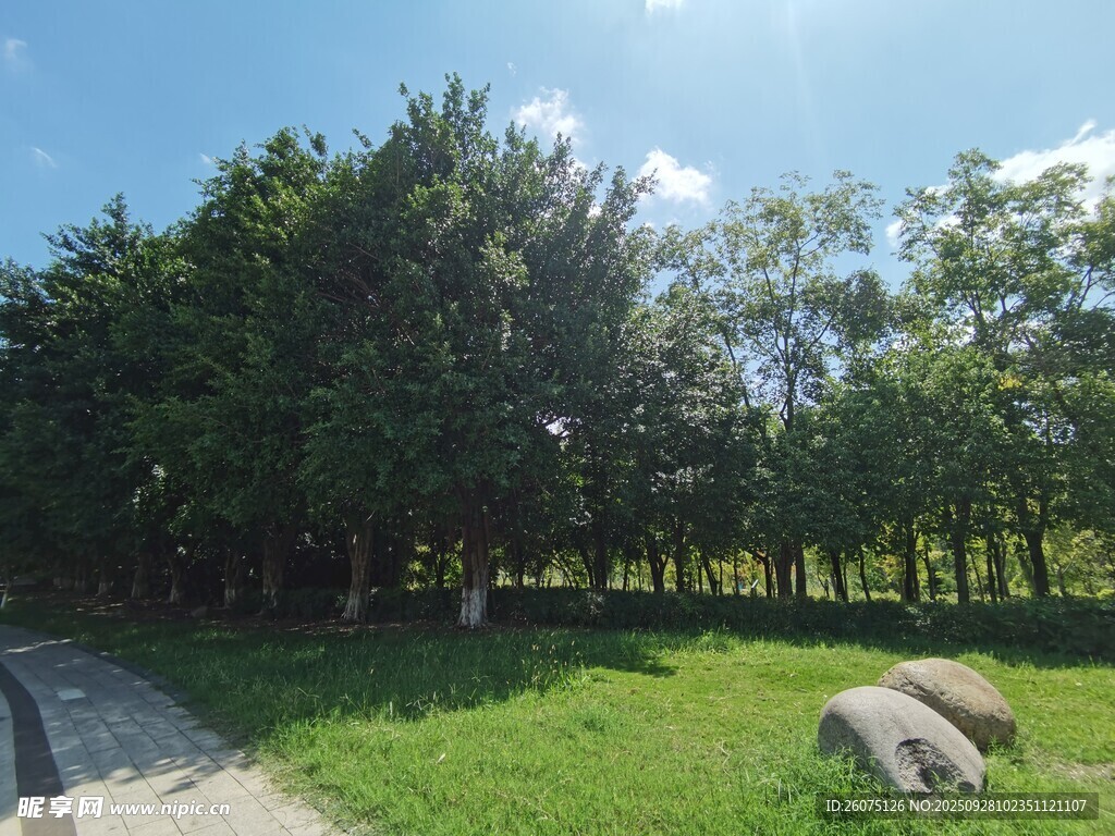 陽光照耀下的綠意草地