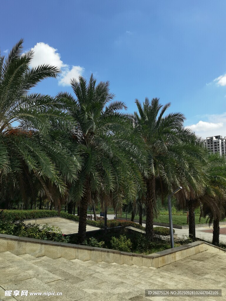 熱帶風(fēng)情棕櫚樹景觀